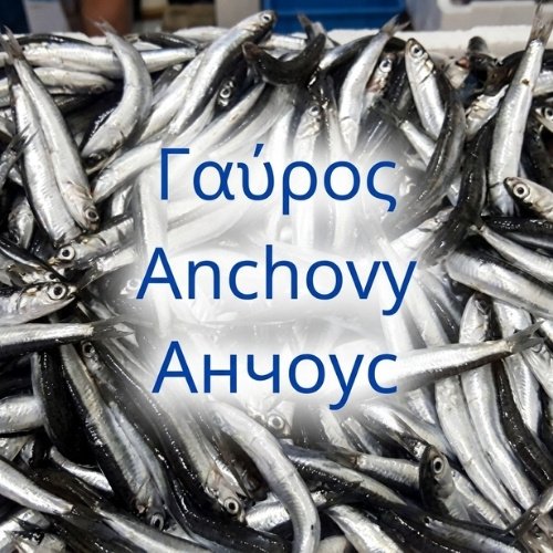 Anchovies