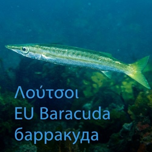 European barracuda