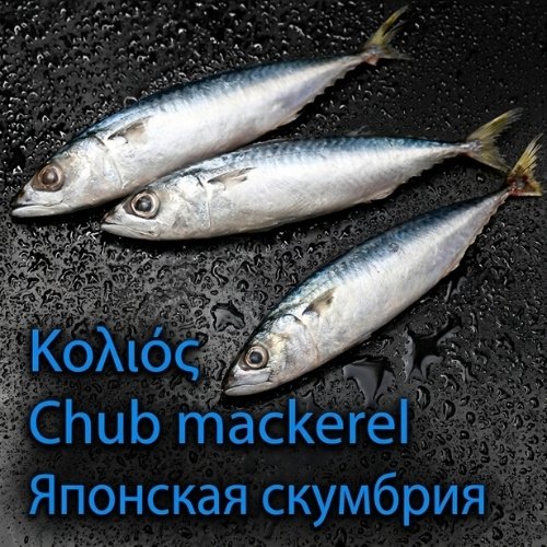 Chub mackerel