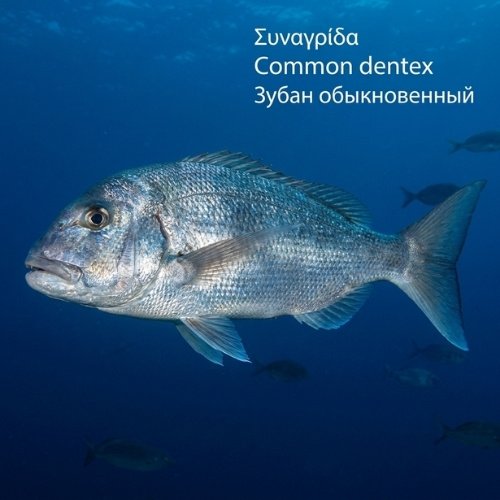Common dentex