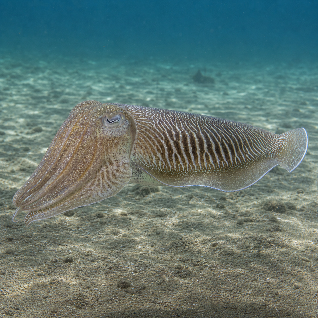 Cuttlefish