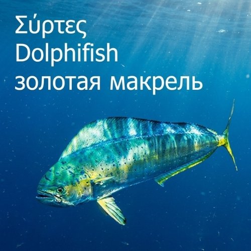 Dolphinfish