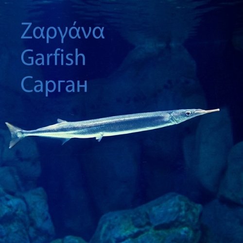 Garfish