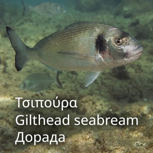 Gilthead sea bream