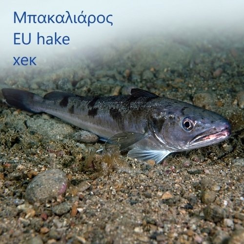 European hake