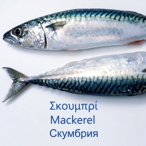 Mackerel