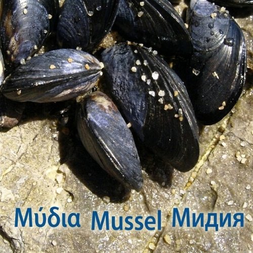 Mussels