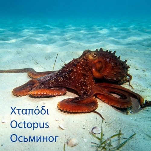 Octopus