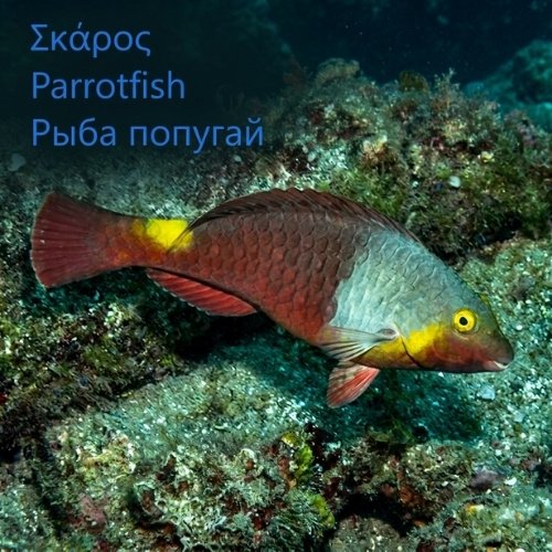 Parrotfish