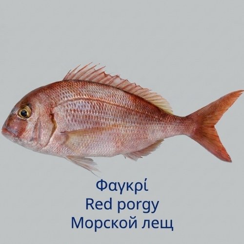 Red porgy