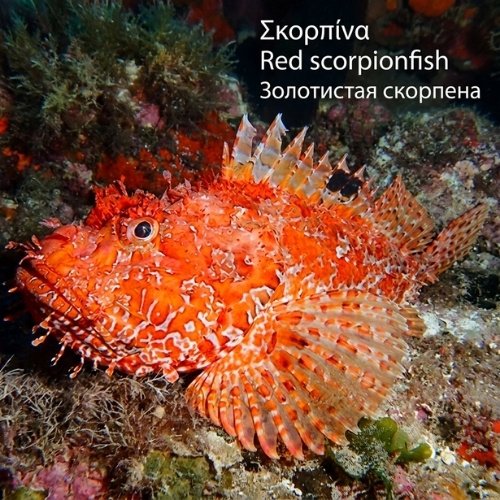 Red scorpionfish