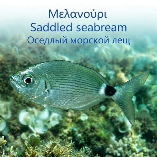Saddled seabream
