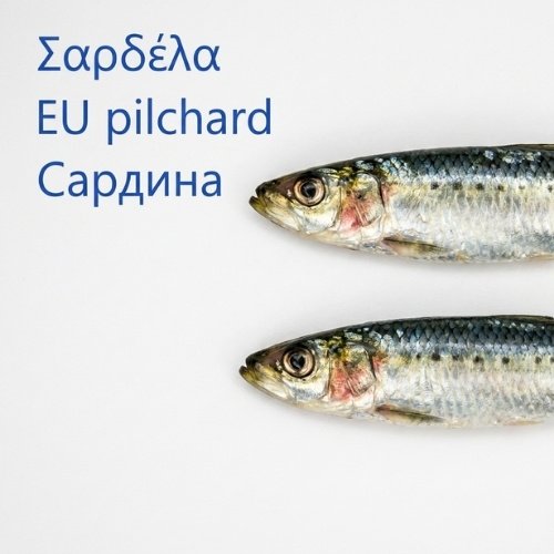 Sardines