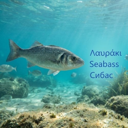 Seabass
