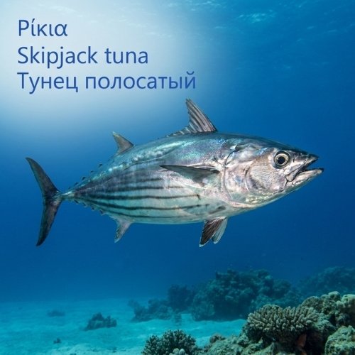 Skipjack tuna