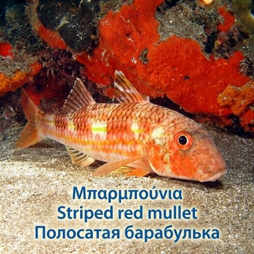 Striped red mullet