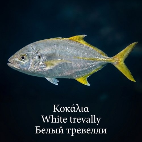 White trevally